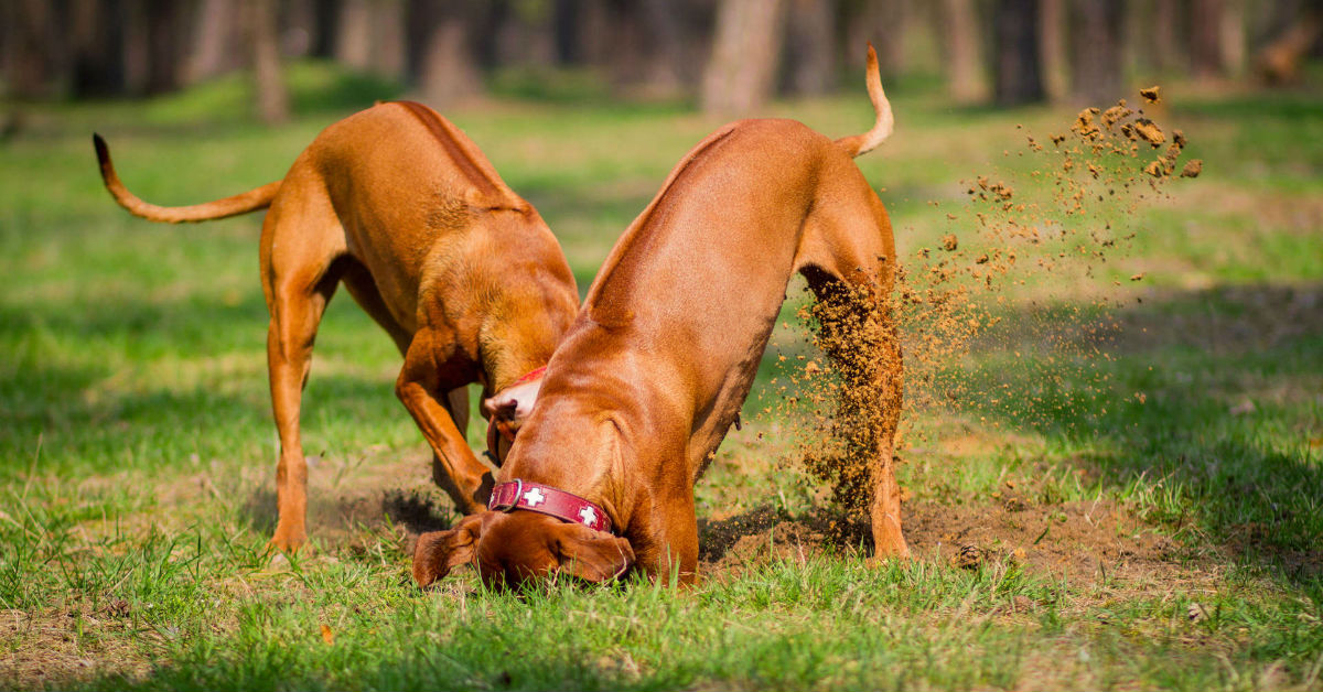 Perché i cani seppelliscono le ossa?