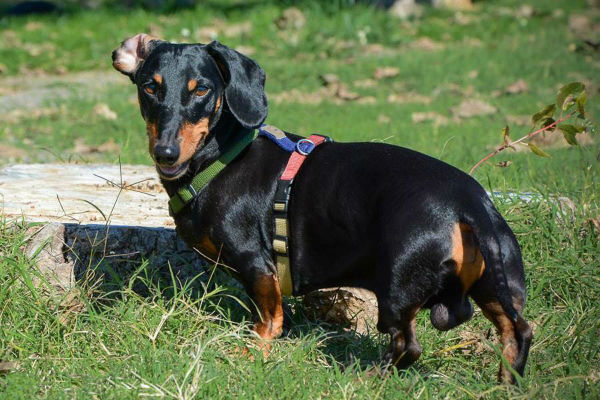 bassotto in giardino