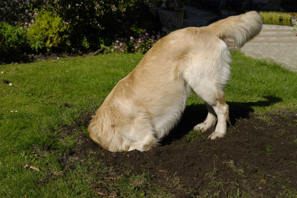 cane in giardino