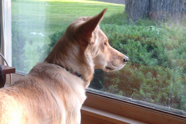 cane guarda dalla finestra