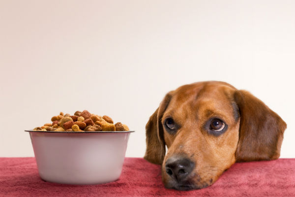 cane che non mangia croccantini