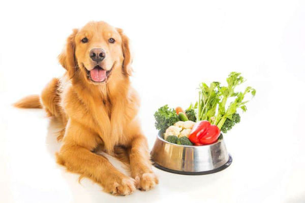 cane con ciotola di verdure