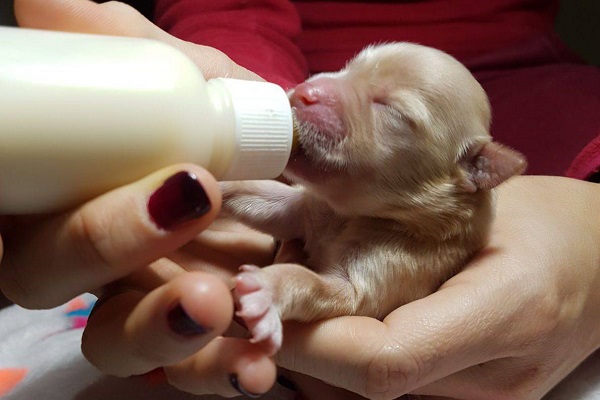 cucciolo di cane allattato con biberon