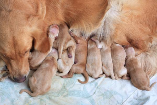 cuccioli di cane che prendono il latte