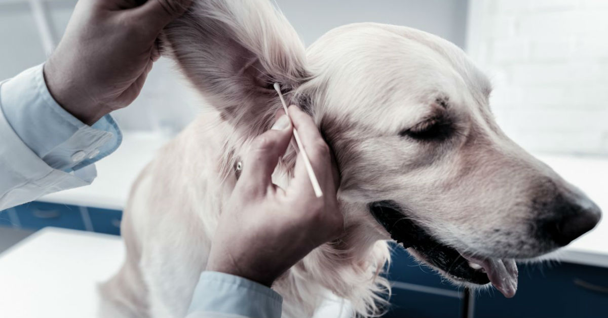 Perché le orecchie del cane puzzano?