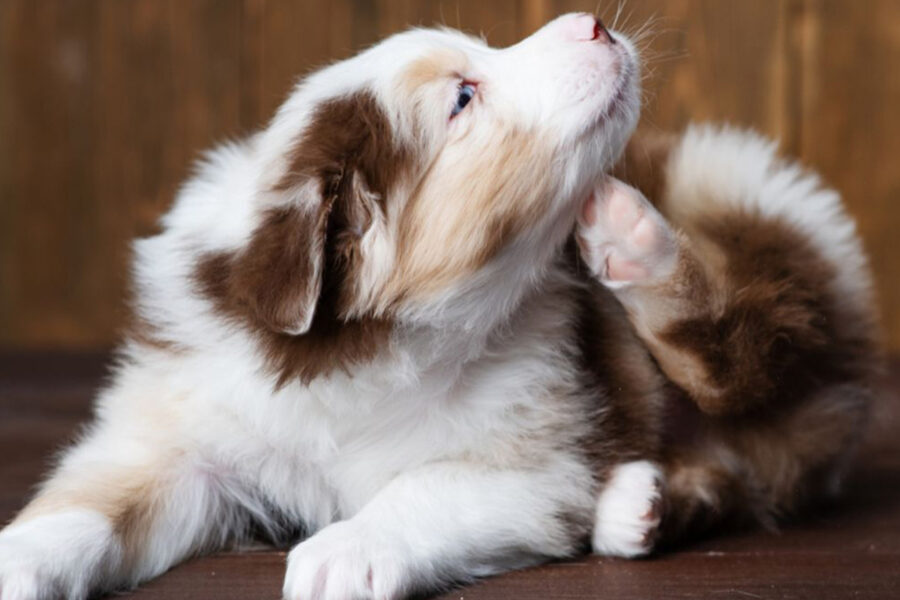 cucciolo di cane ha prurito