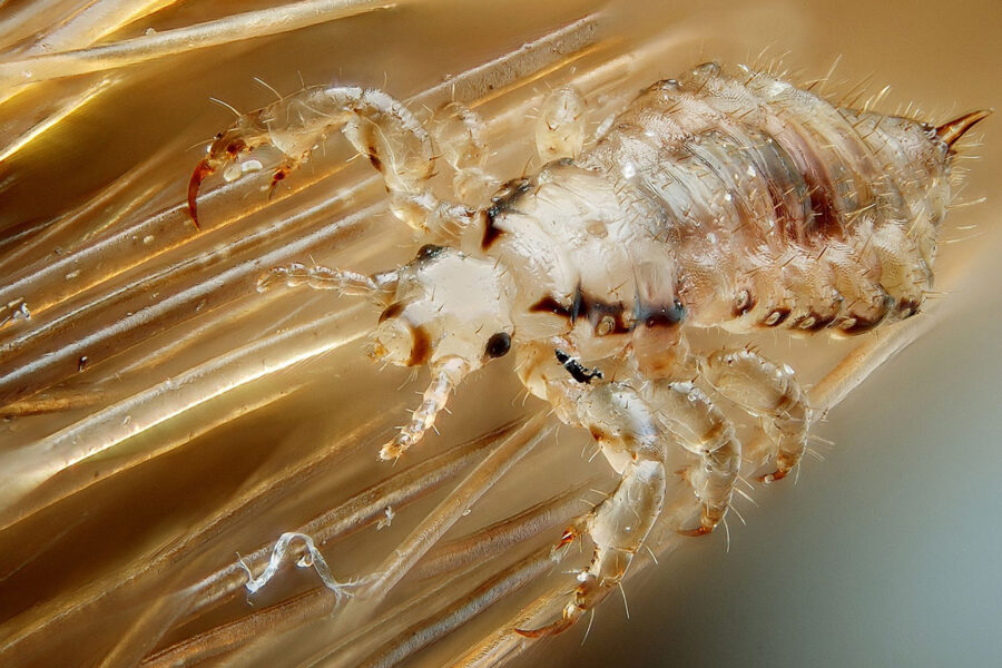 pidocchio del cane al microscopio