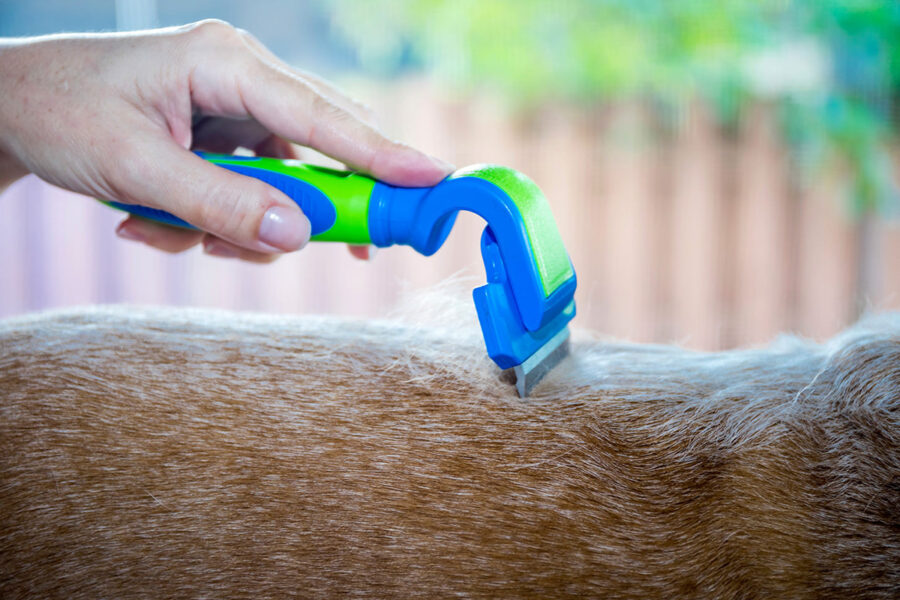 pettinare il cane 