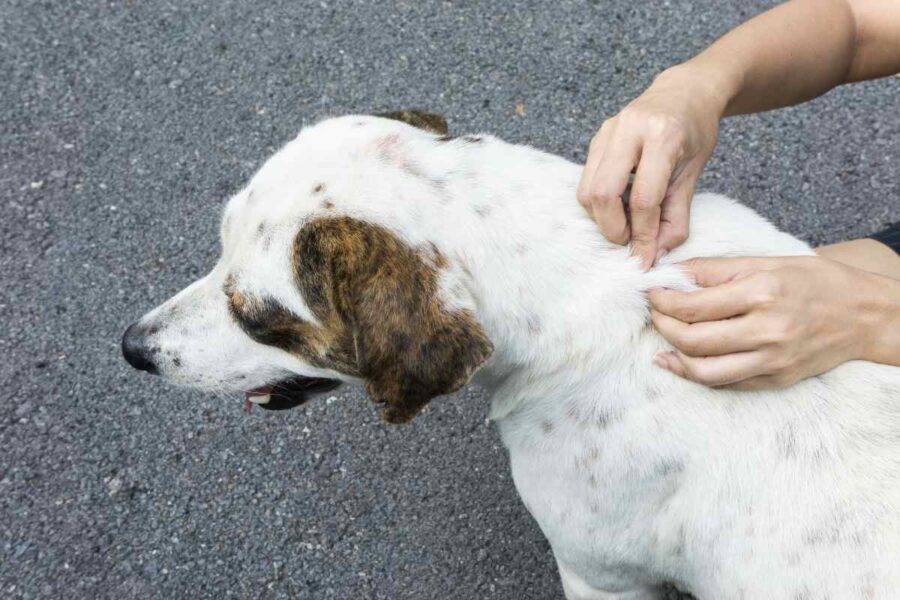 cane con i pidocchi