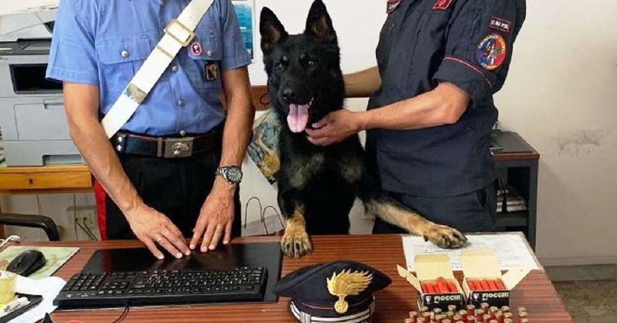 Polia, il cane Enno rinviene 120 munizioni durante una perquisizione