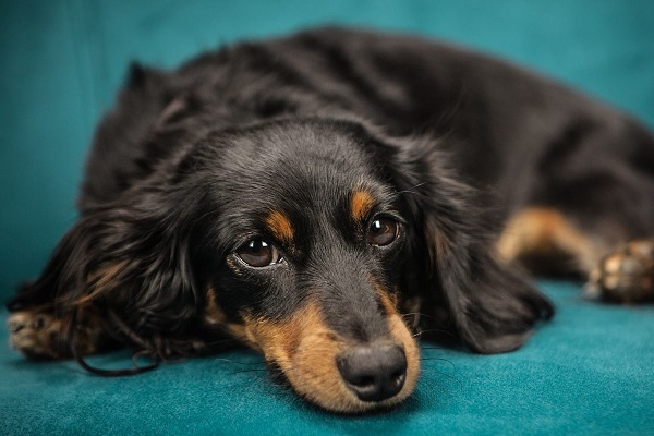 cane accucciato