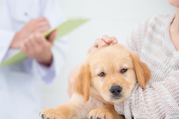 cucciolo di cane