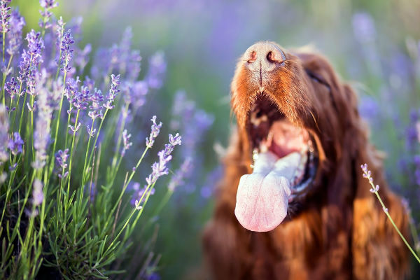 cane che sbadiglia