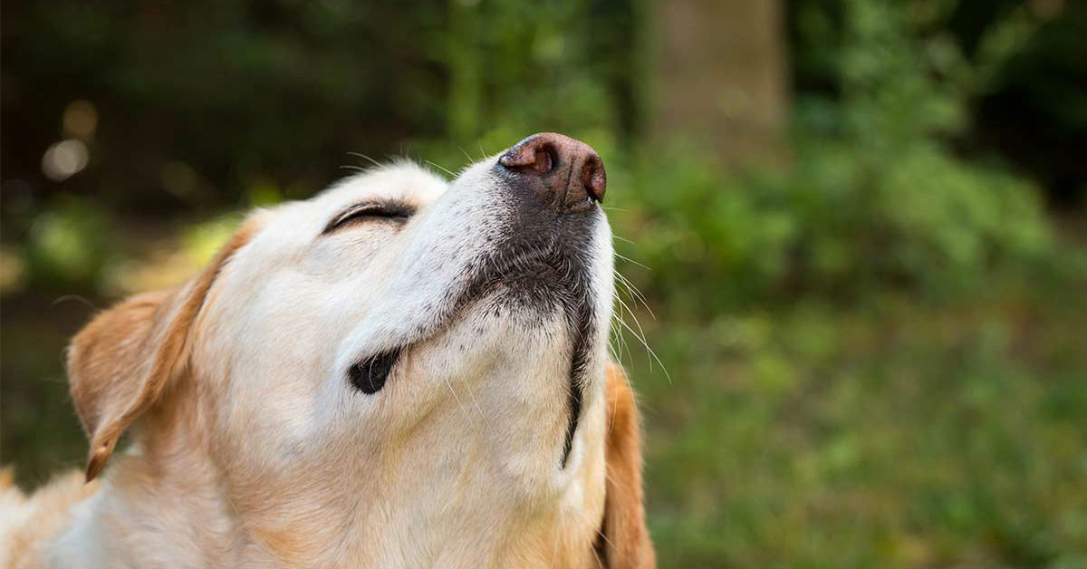 Profumi per cani: si possono usare oppure no?
