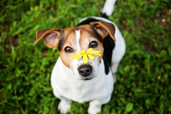 cane con fiore giallo