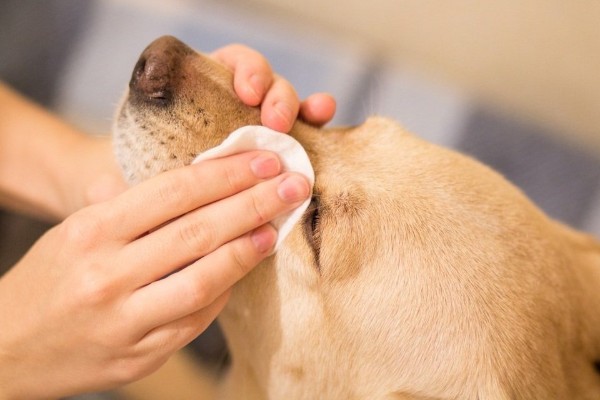 il viso del cane viene pulito