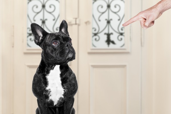 un cane viene punito