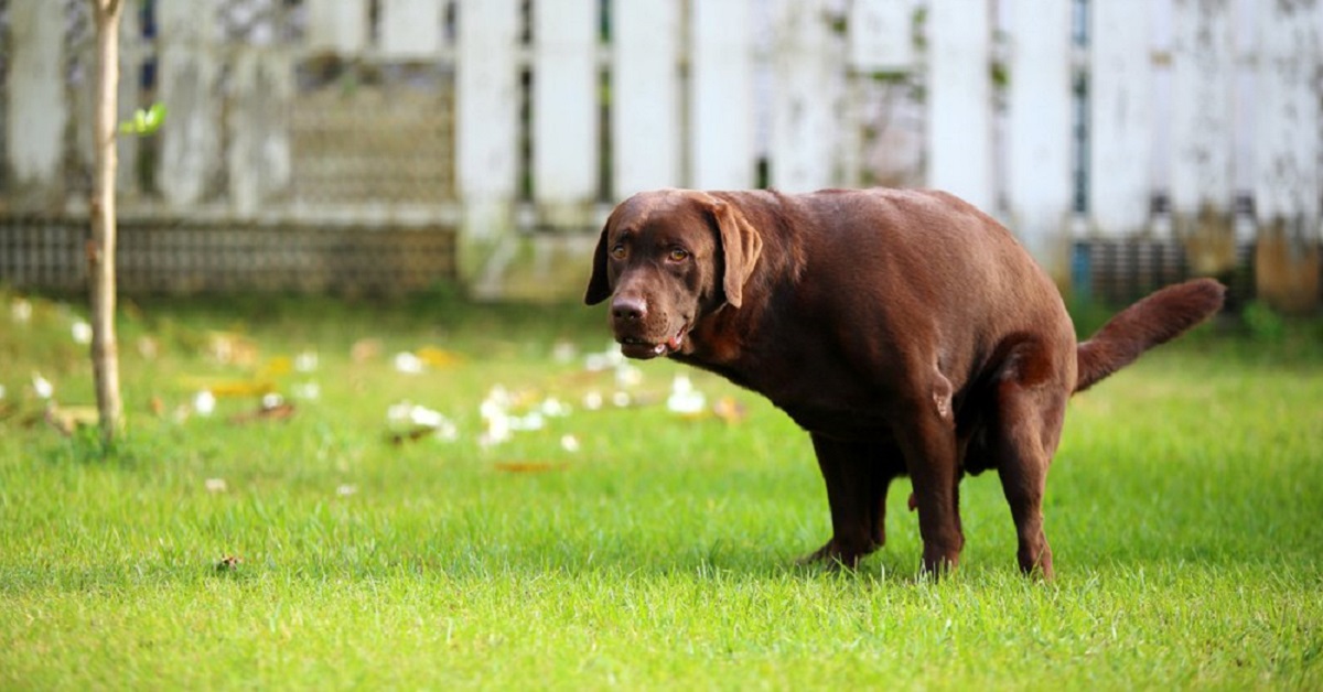 Raccogliere la cacca del cane: perché farlo sempre