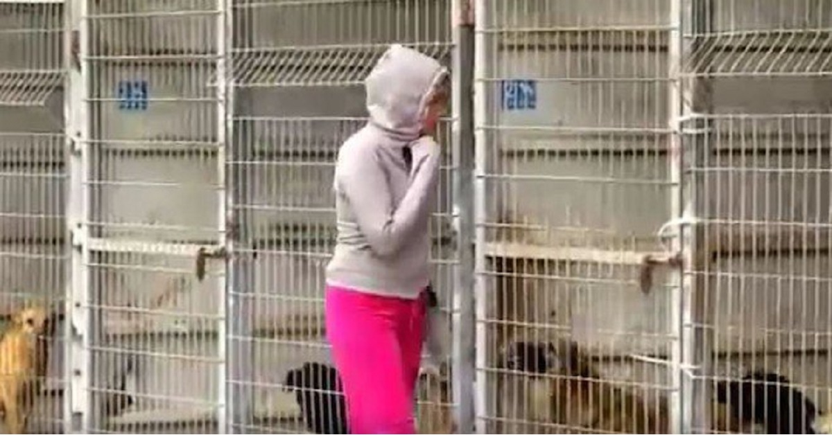 Rifugio per cani comprato da una donna che voleva salvarli tutti