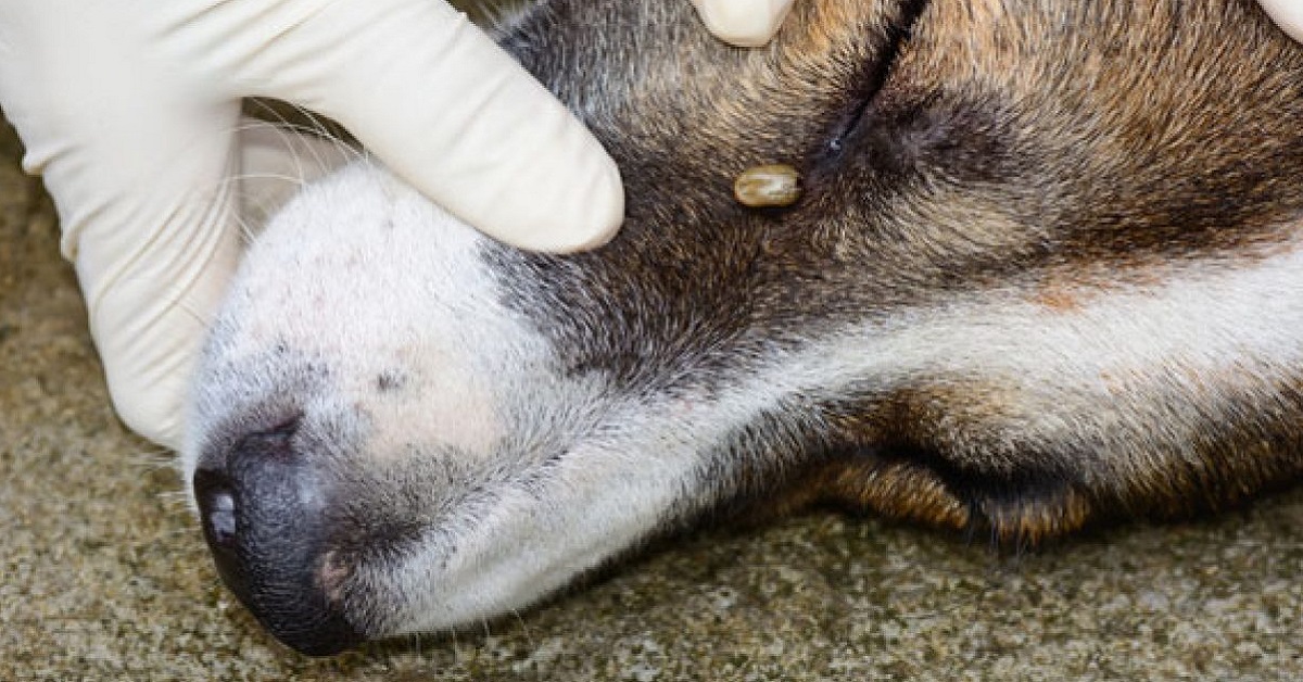 zecca sulla faccia del cane