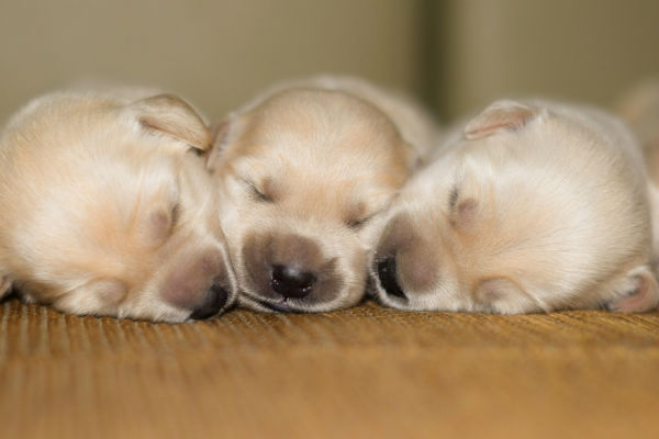 cuccioli di cane