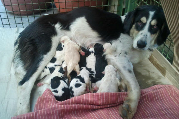 cani cuccioli e mamma