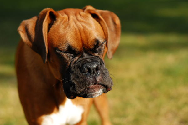 cane che starnutisce