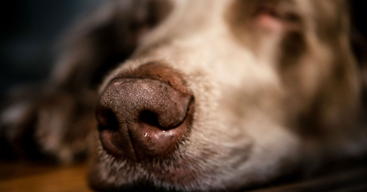 Sinusite nel cane: come riconoscerla e trattarla
