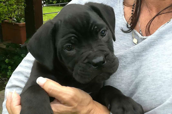 cucciolo di cane nero