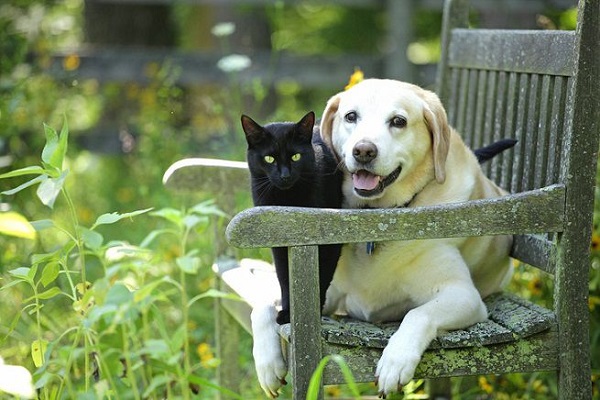 cane e gatto