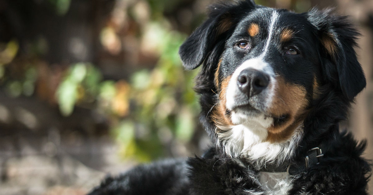 Sporotricosi nel cane, tutto quello che c’è da sapere