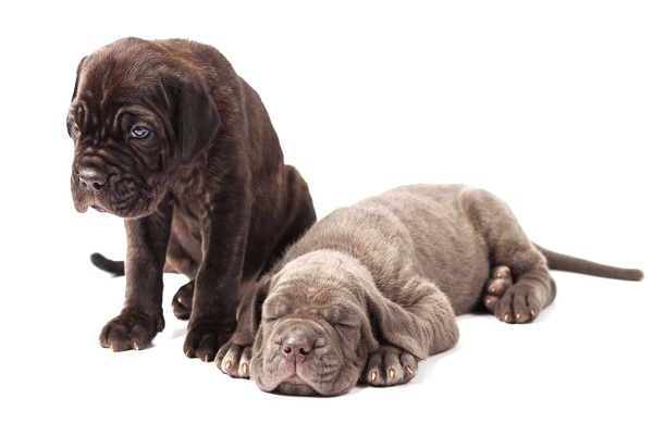 cuccioli di cane corso