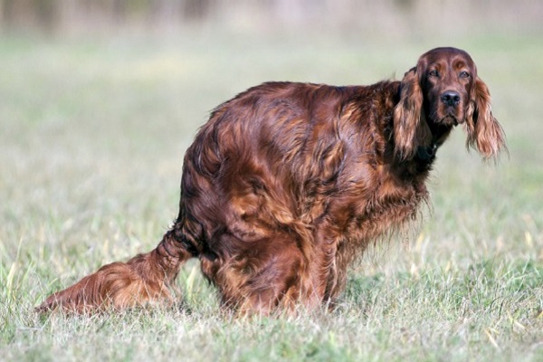 protrusione del retto del cane