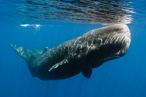 udito della balena rispetto al cane