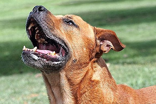 cane che protesta