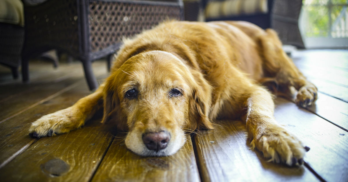 Supplementi per cane anziano: come farlo mangiare meglio?