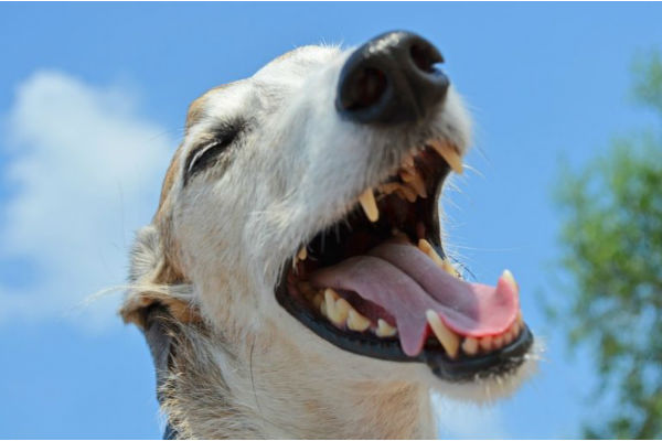 cane con bocca aperta