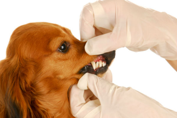 denti del cane