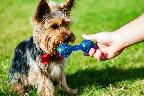 cane di piccola taglia