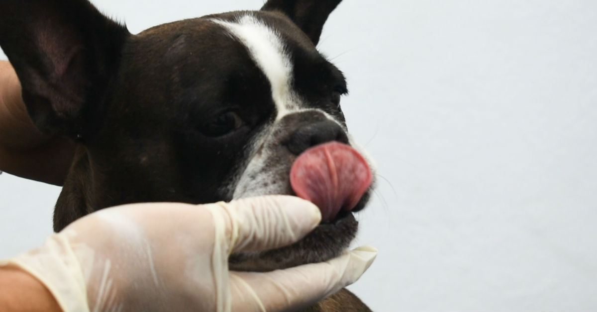 Sviluppo molare anomalo nel cane: cos’è?