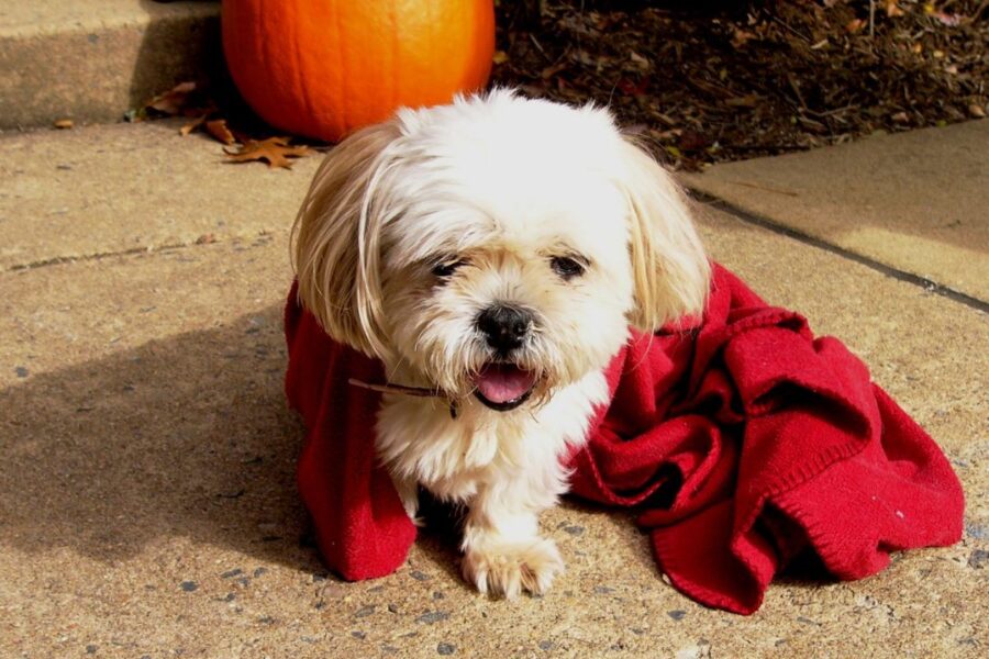 cagnolino bianco