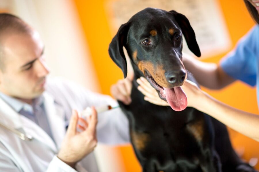 vaccinazioni del cane
