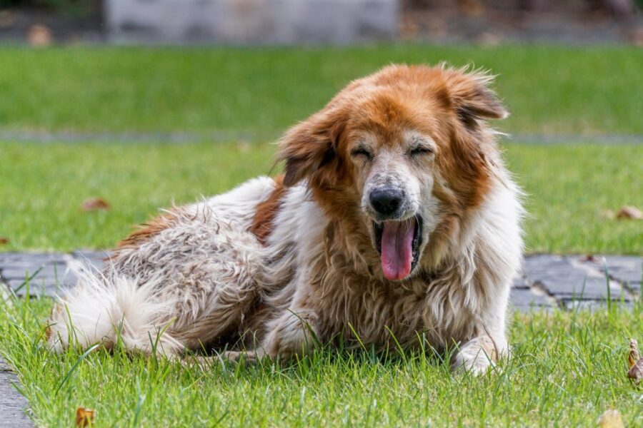 cane sporco in giardino