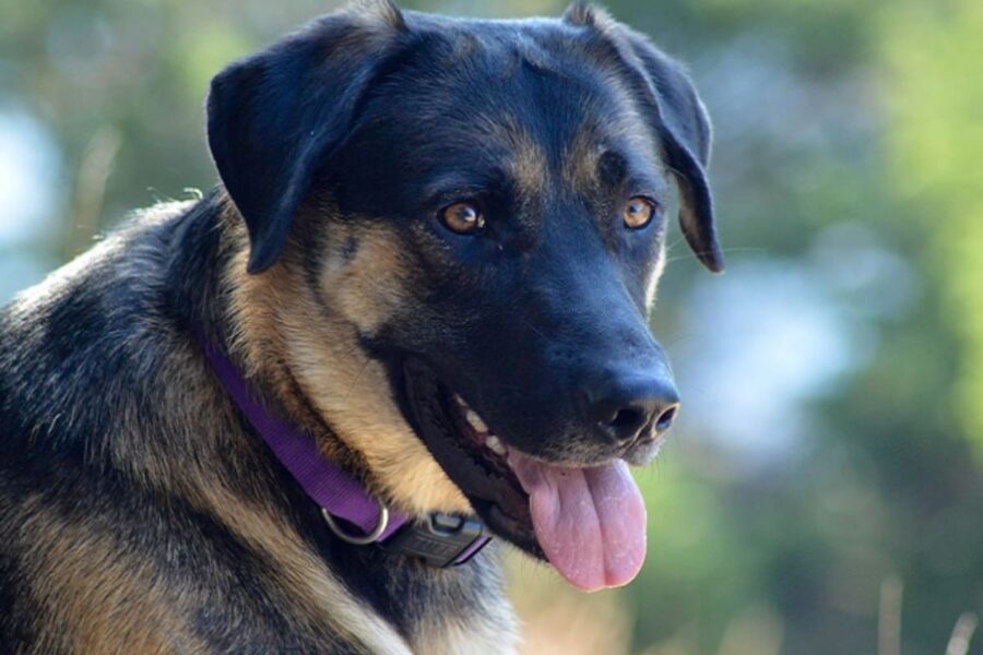 cane marrone e nero