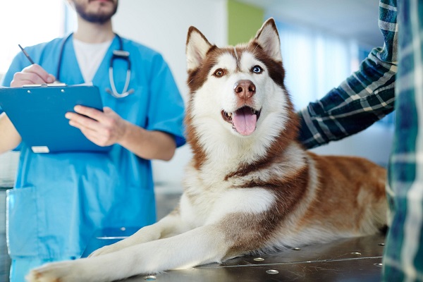 cane husky