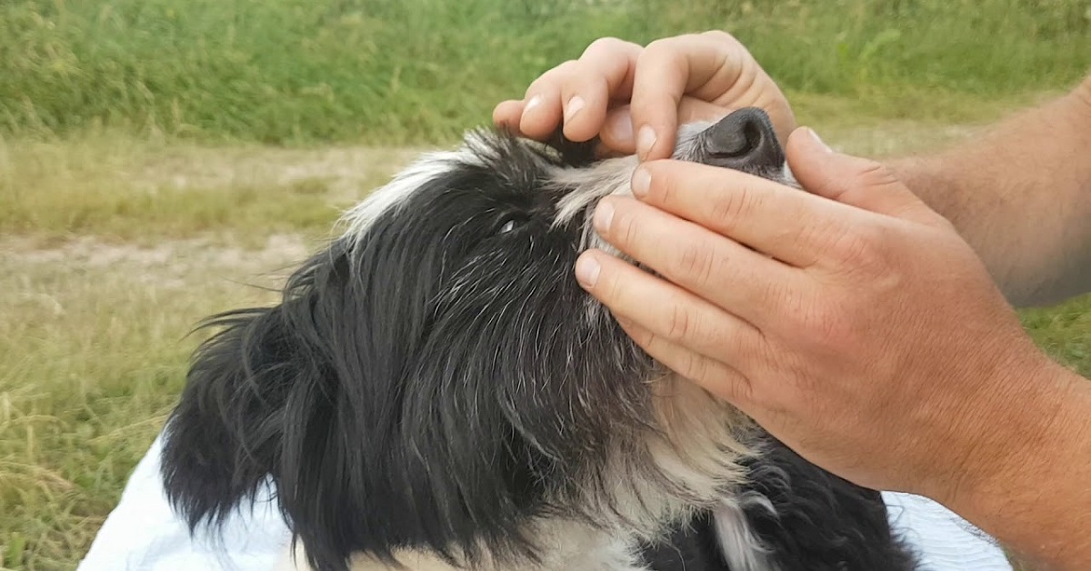 Controllo del muso del cane