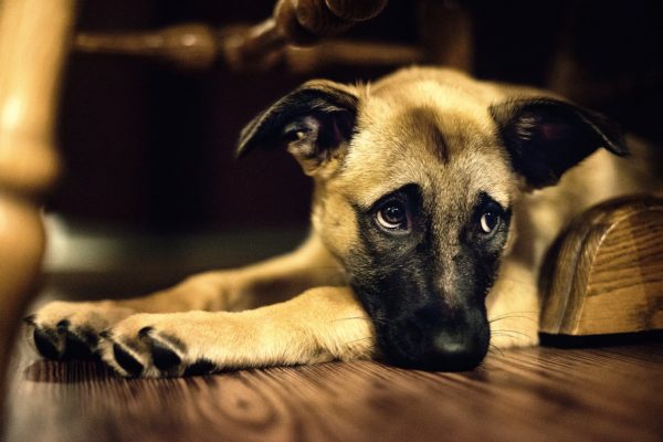 cane che guarda