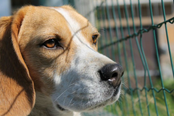 cane che guarda