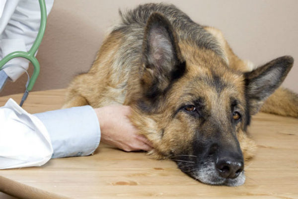 cane dal veterinario