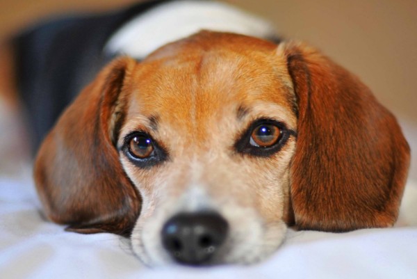 un cane con gli occhi lucidi